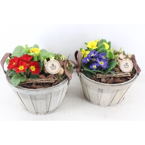 arr4 Primula PL - Hout ton leren oor