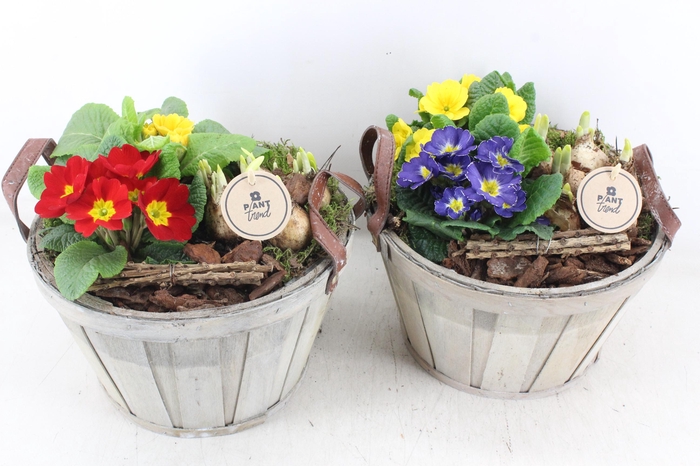 <h4>arr4 Primula PL - Hout ton leren oor</h4>