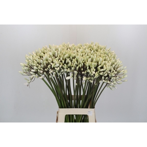 Agapanthus Barcelona