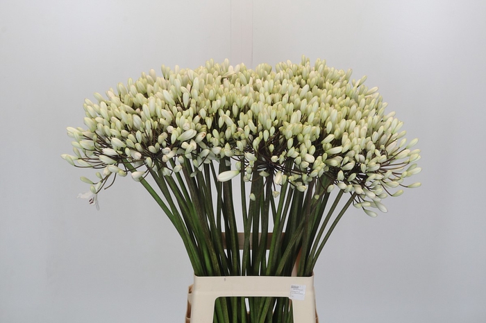 <h4>Agapanthus Barcelona</h4>