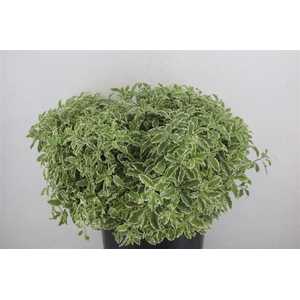 Pitto Nigra 150gr P Bunch