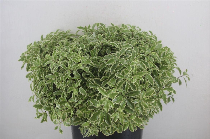 <h4>Pitto Nigra 150gr P Bunch</h4>