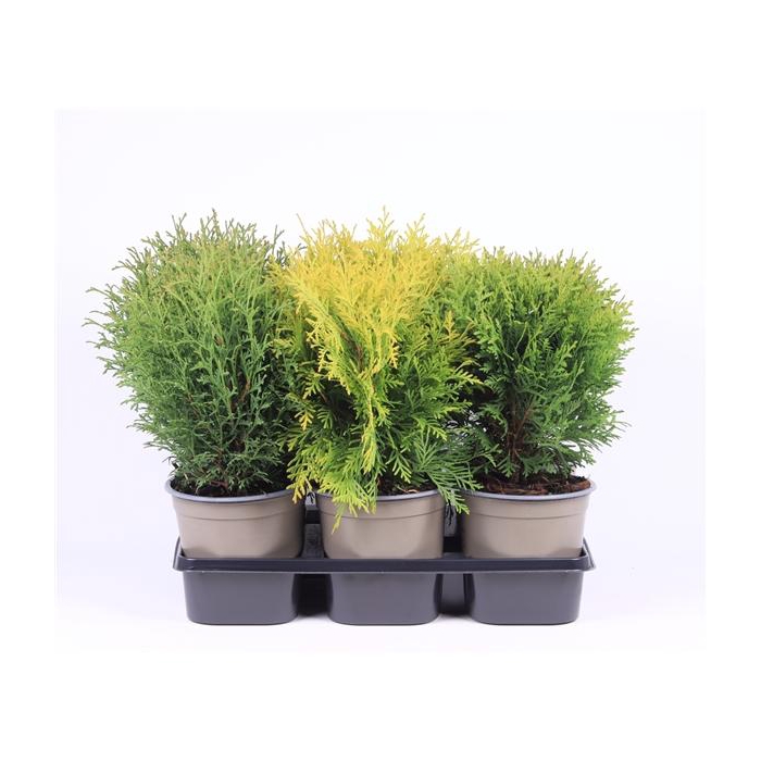 <h4>Thuja gemengde bak</h4>