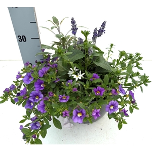 PERKPL GEM IN POT