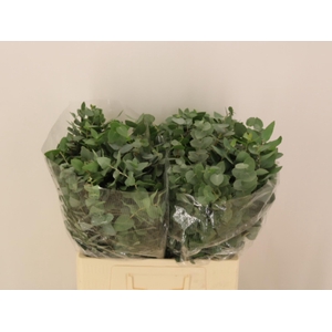 EUC BRIDGESIANA P BS