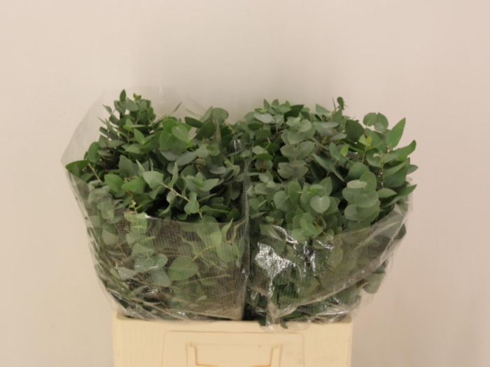 <h4>EUC BRIDGESIANA P BS</h4>