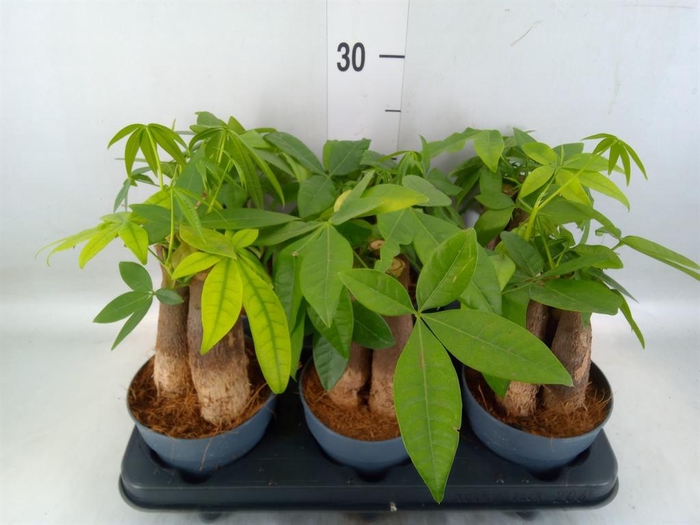 <h4>Pachira aquatica</h4>