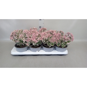 Sedum telep. 'La Vie en Rose'