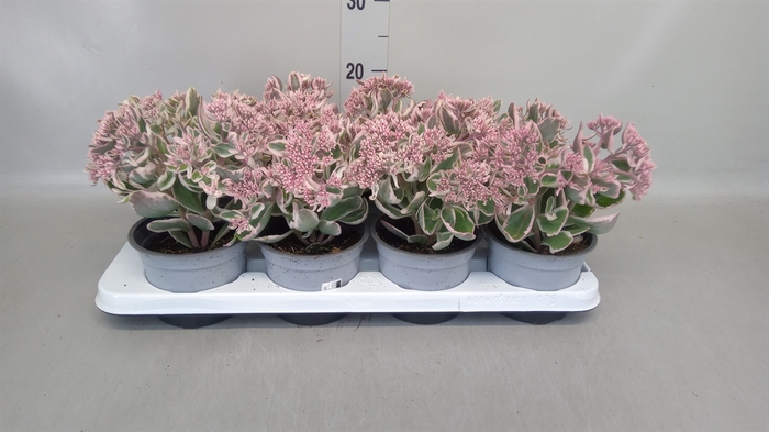 <h4>Sedum telep. 'La Vie en Rose'</h4>