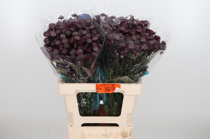 <h4>Astr Star Of Love</h4>