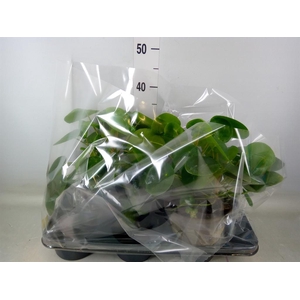 Pilea peperomioides