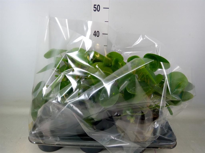 <h4>Pilea peperomioides</h4>