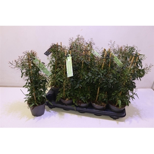 arr8 Jasm Polyanthum Wit Piramide