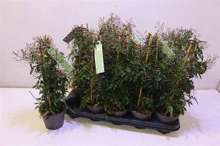 <h4>arr8 Jasm Polyanthum Wit Piramide</h4>