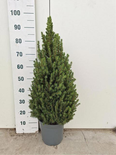 <h4>PICEA GL CONICA</h4>