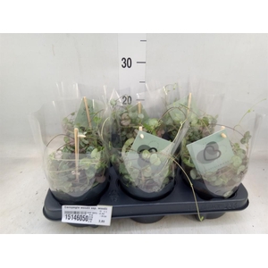 Ceropegia woodii ssp. woodii