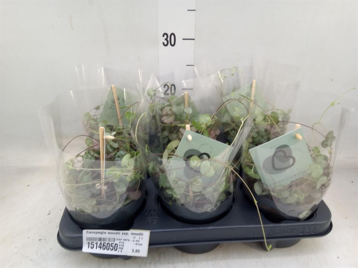 <h4>Ceropegia woodii ssp. woodii</h4>