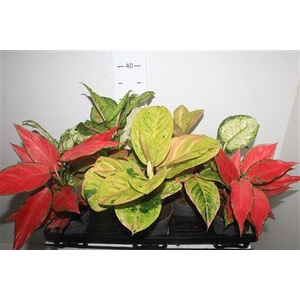 Aglao Gem 8 Srt Exclusief