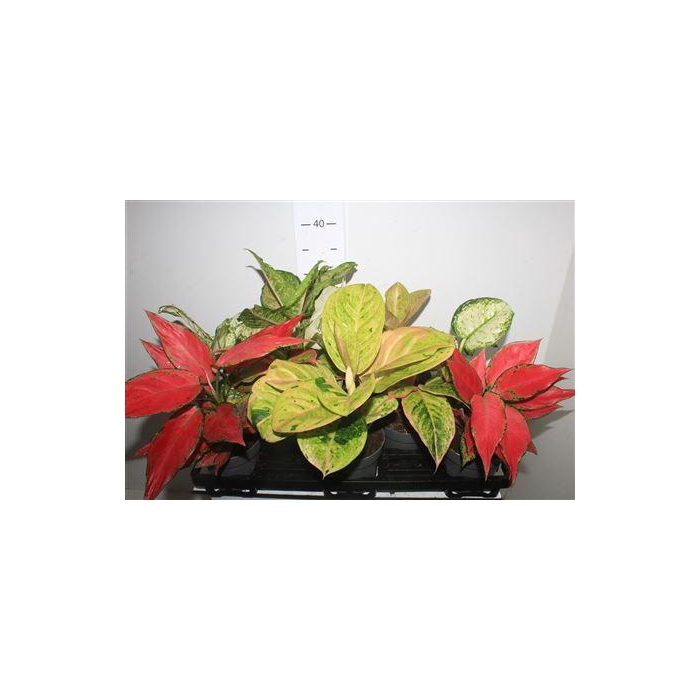 <h4>Aglao Gem 8 Srt Exclusief</h4>