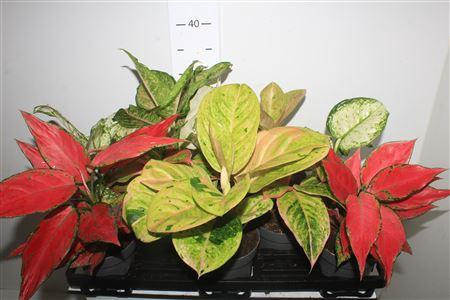 Aglao Gem 8 Srt Exclusief