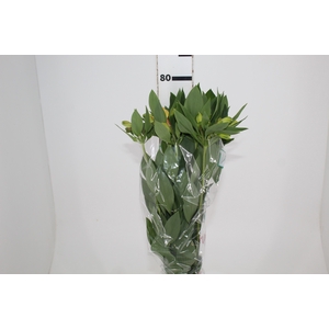 ALSTROEMERIA CARIBBEAN 080 CM