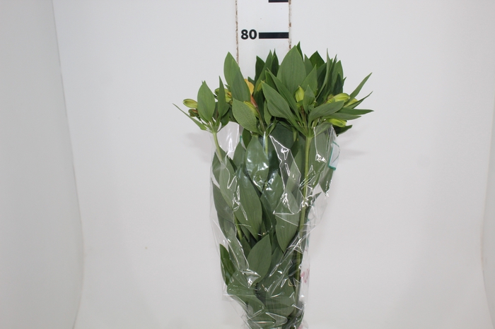 <h4>ALSTROEMERIA CARIBBEAN 080 CM</h4>