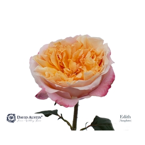 Rosa David Austin Edith