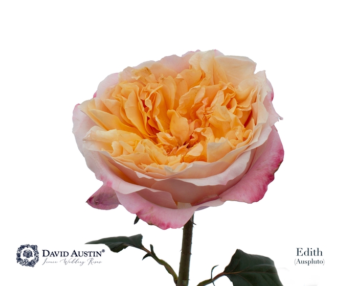 <h4>Rosa David Austin Edith</h4>