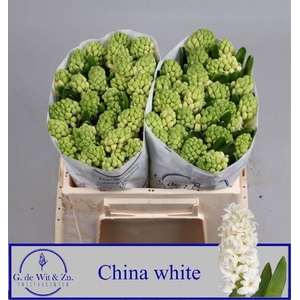 HYAC CHINA WHITE