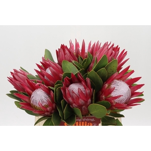 Protea Cynaroides Madiba