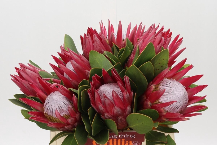 <h4>Protea Cynaroides Madiba</h4>