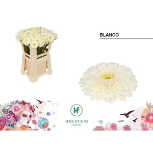 GE BV GERPONI BLANCO