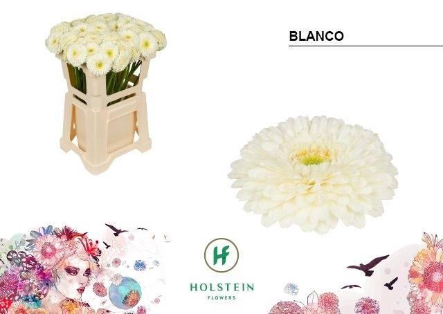 <h4>GE BV GERPONI BLANCO</h4>