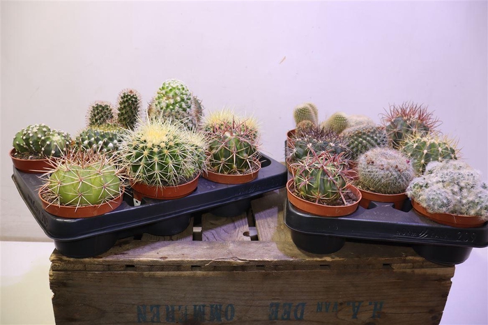 <h4>Cactus Ov</h4>