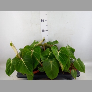 Philodendron gloriosum