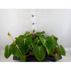 Philodendron gloriosum