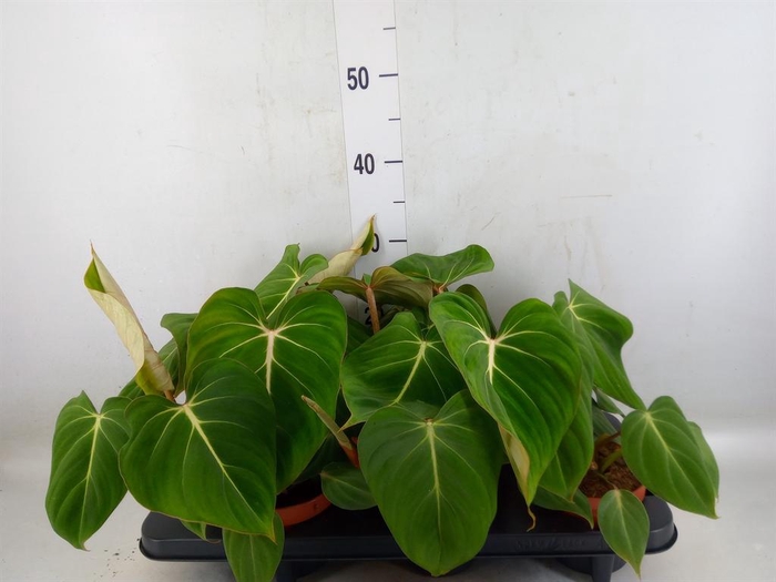<h4>Philodendron gloriosum</h4>