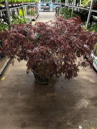 <h4>Acer Pa Garnet</h4>