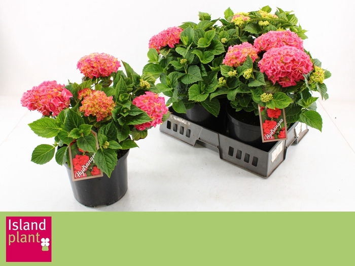 <h4>HYDR M S BAUTZNERIN</h4>