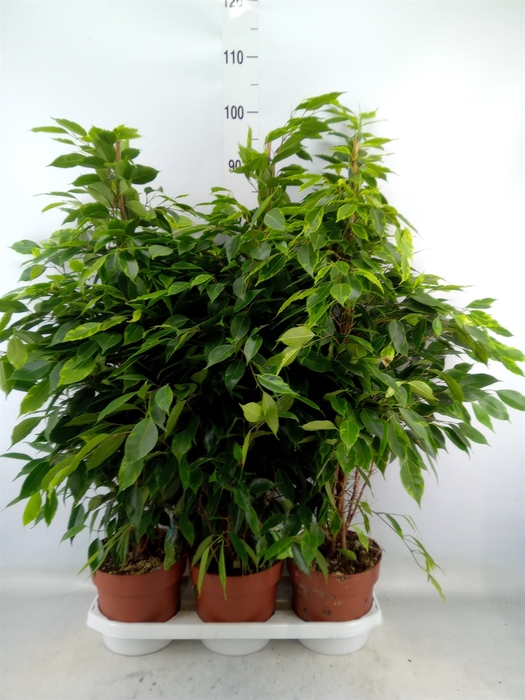 <h4>Ficus benja. 'Anastasia'</h4>