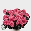 Azalea Vogel roze 13cm