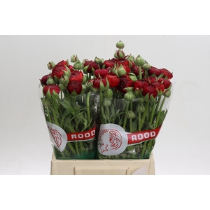 Ranunculus asiaticus Aazur Red Baron