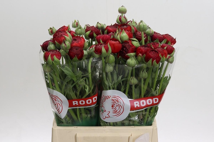 <h4>Ranunculus asiaticus Aazur Red Baron</h4>