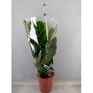 Calathea zebrina