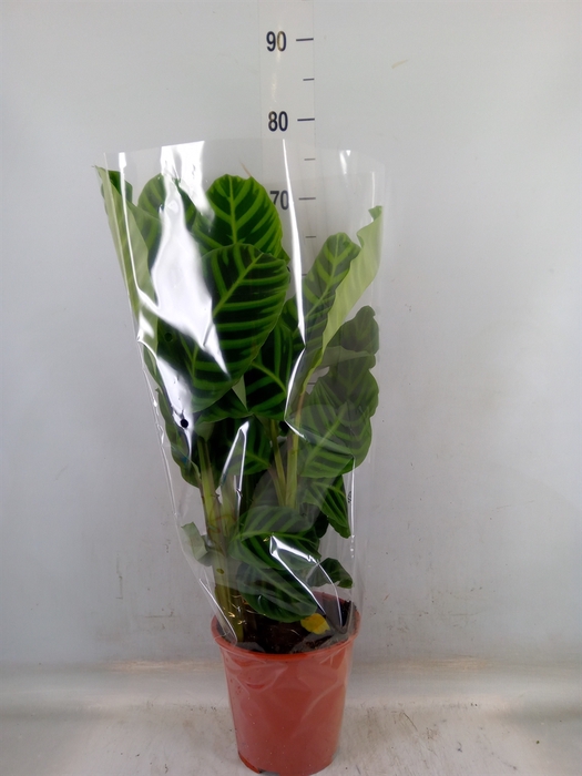 <h4>Calathea zebrina</h4>