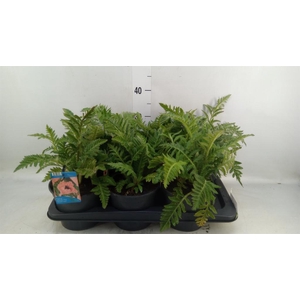 Papaver orientale 'Prinzess Viktor'