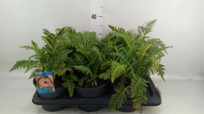 <h4>Papaver orientale 'Prinzess Viktor'</h4>