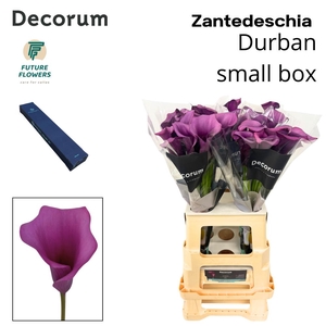 ZANT DURBAN small box 70 cm