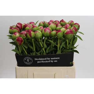 Paeonia Command Performance