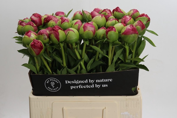 Paeonia Command Performance